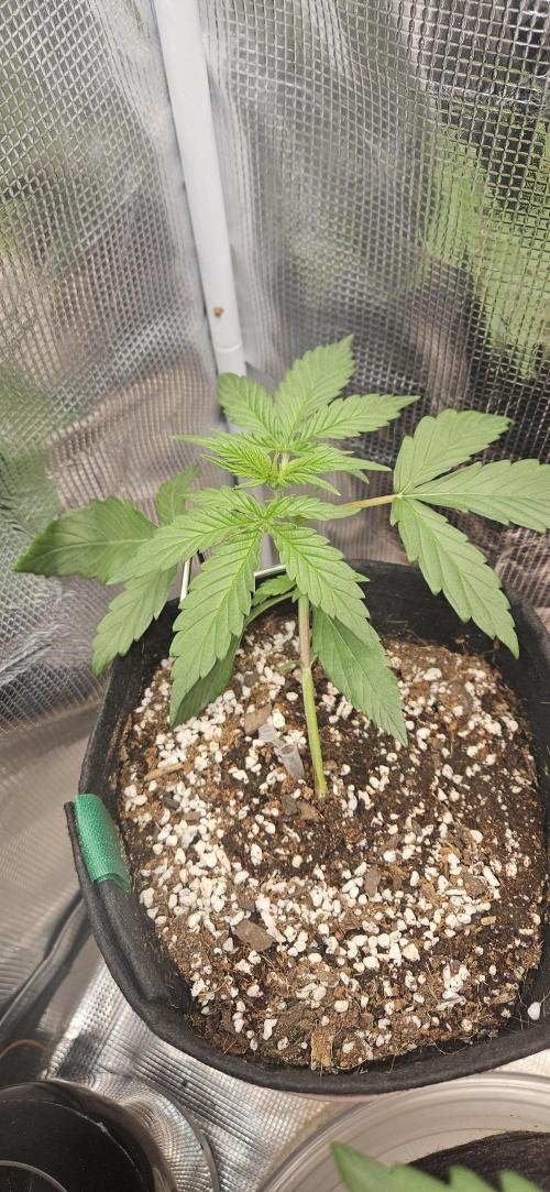 Gorilla Cookies. Week 3