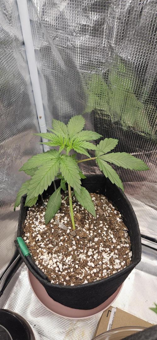 Gorilla Cookies. Week 3