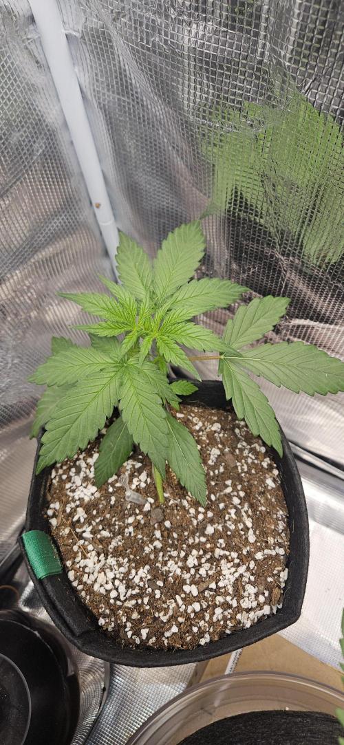 Gorilla Cookies. Week 3