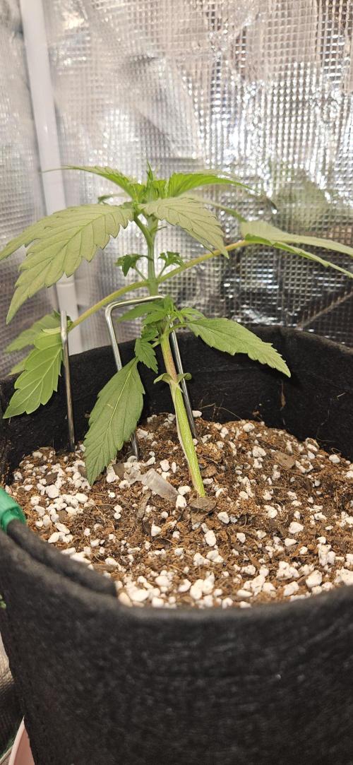 Gorilla Cookies. Week 3