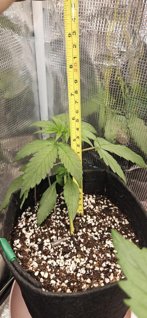 Gorilla Cookies. Week 3