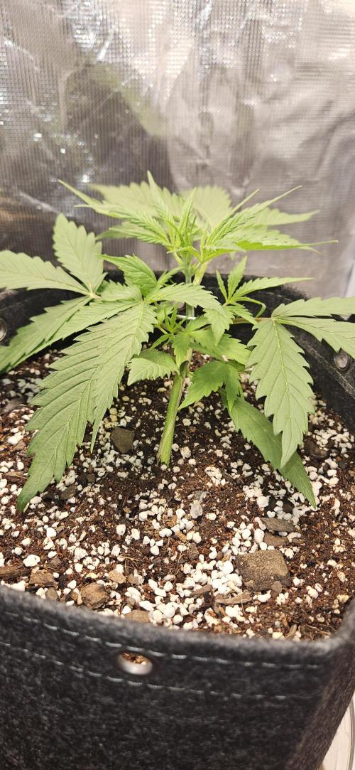 Apple Strudel Auto. Week 4