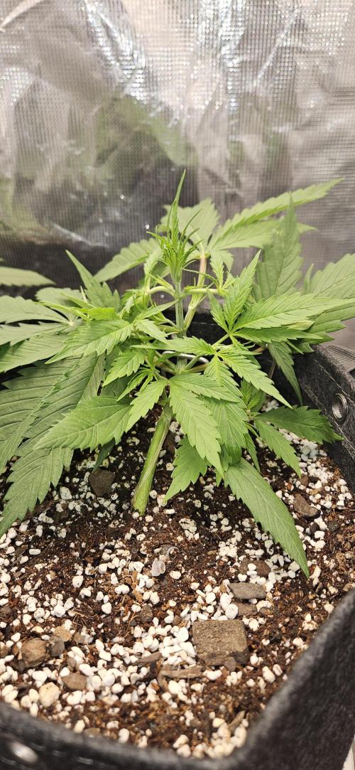 Apple Strudel Auto. Week 4