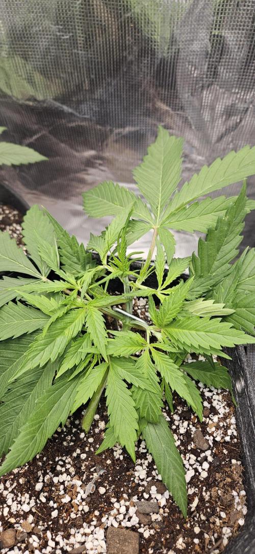 Apple Strudel Auto. Week 4