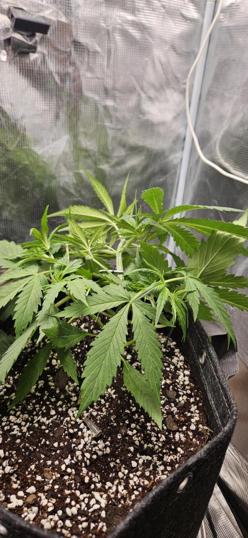 Apple Strudel Auto. Week 4