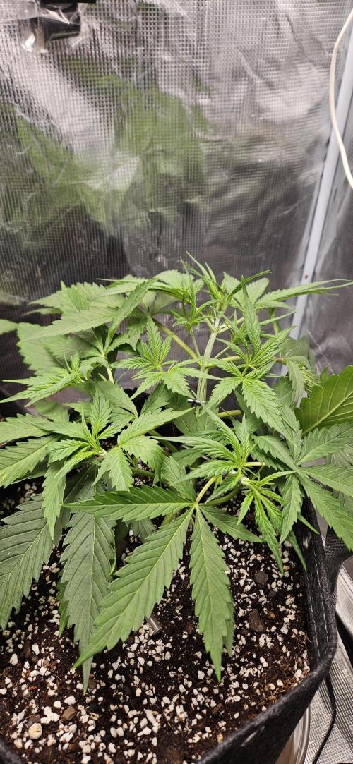 Apple Strudel Auto. Week 4