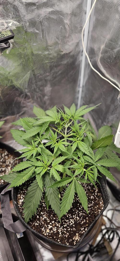 Apple Strudel Auto. Week 4