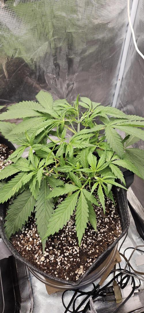 Apple Strudel Auto. Week 4