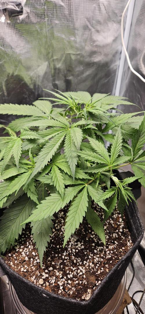 Apple Strudel Auto. Week 4