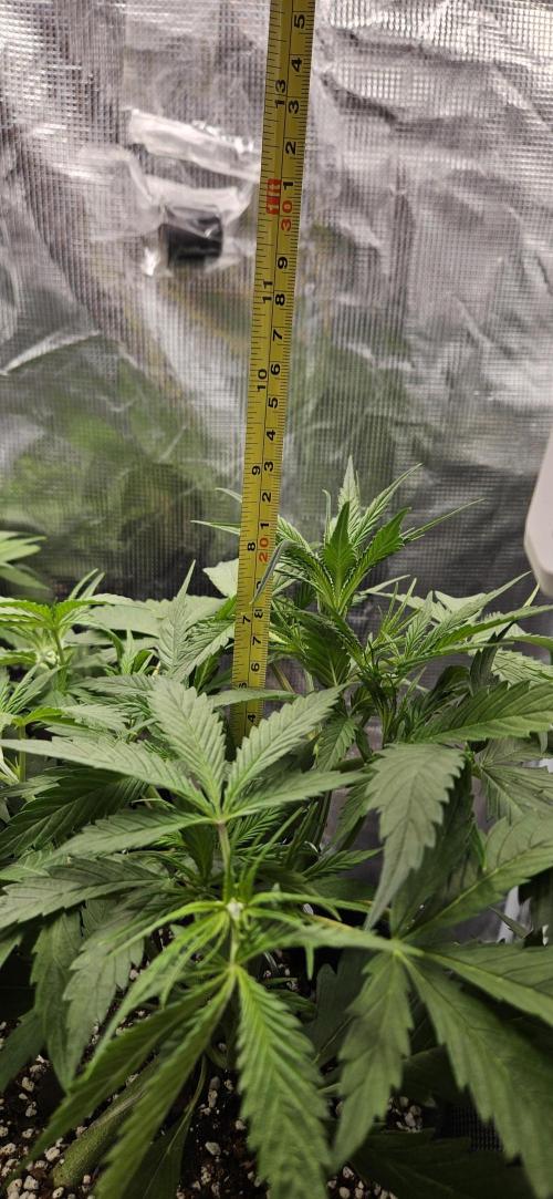 Apple Strudel Auto. Week 4