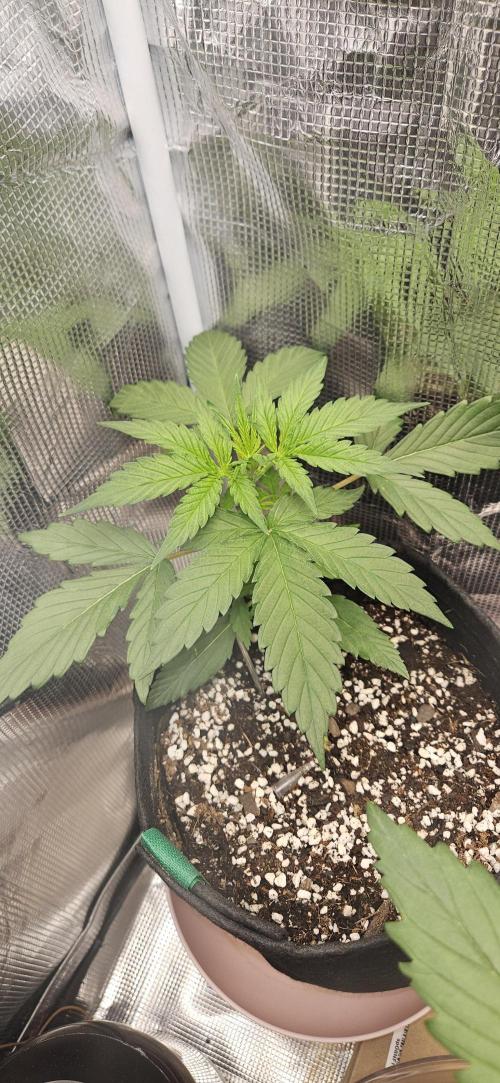 Gorilla Cookies. Week 4
