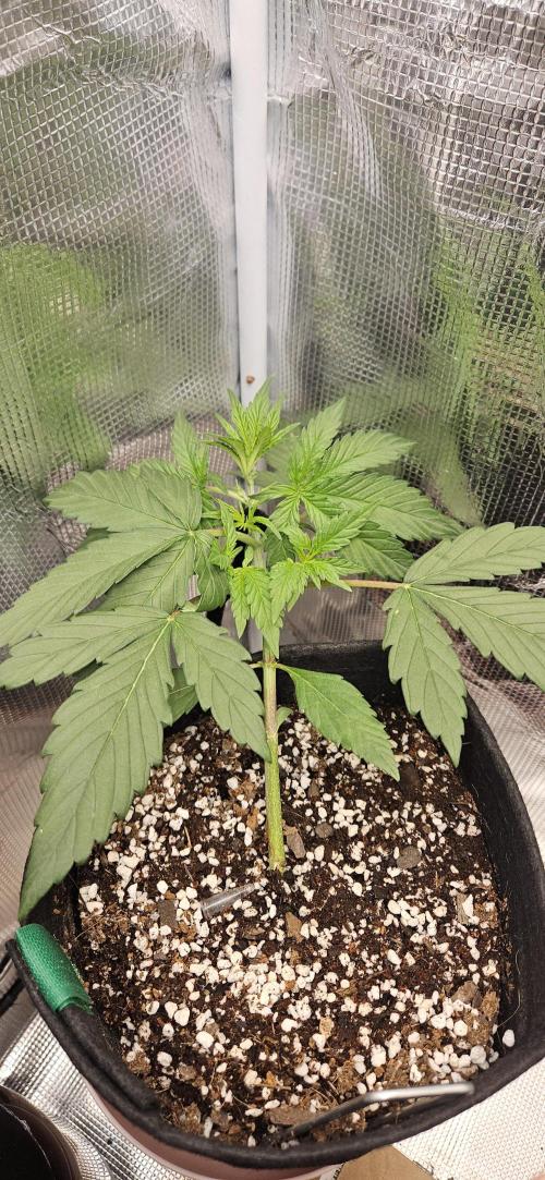Gorilla Cookies. Week 4
