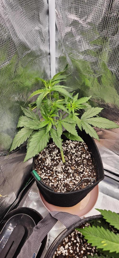 Gorilla Cookies. Week 4