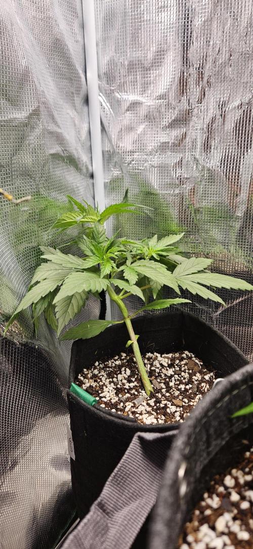 Gorilla Cookies. Week 4