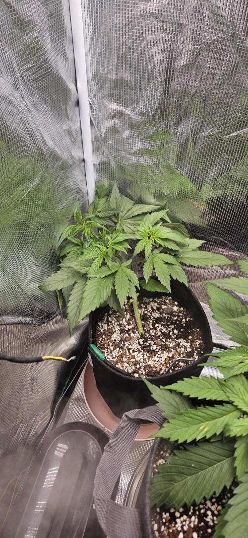 Gorilla Cookies. Week 4