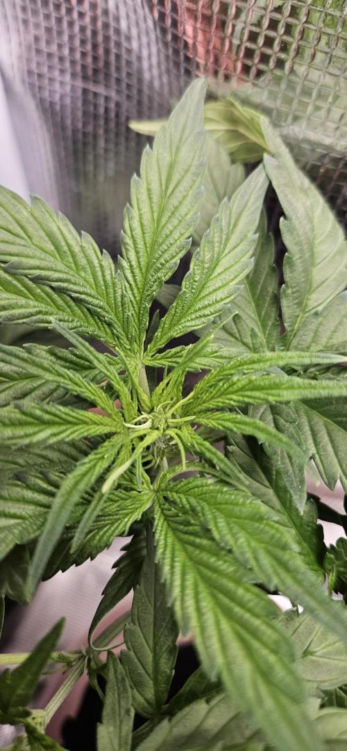 Gorilla Cookies. Week 4
