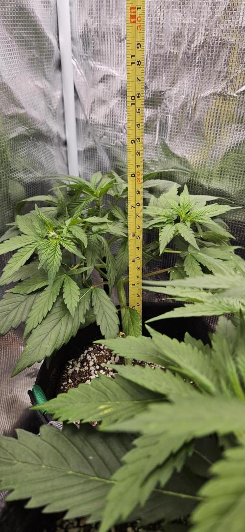 Gorilla Cookies. Week 4