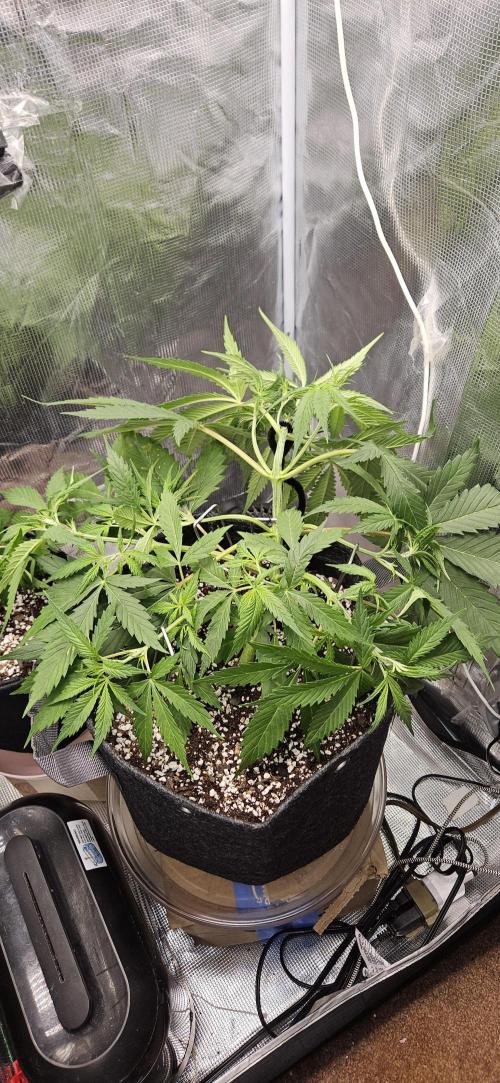 Apple Strudel Auto. Week 5