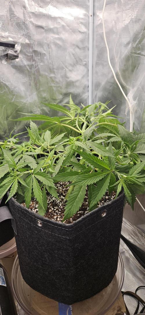 Apple Strudel Auto. Week 5