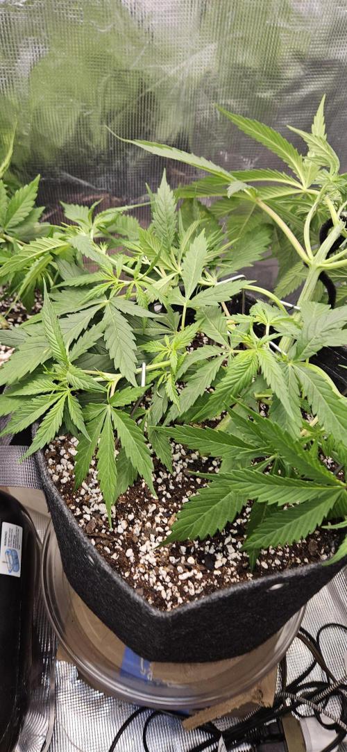 Apple Strudel Auto. Week 5