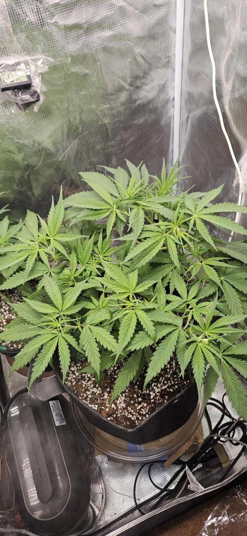 Apple Strudel Auto. Week 5