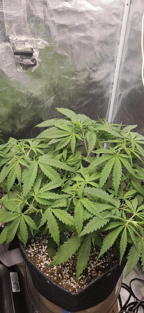 Apple Strudel Auto. Week 5