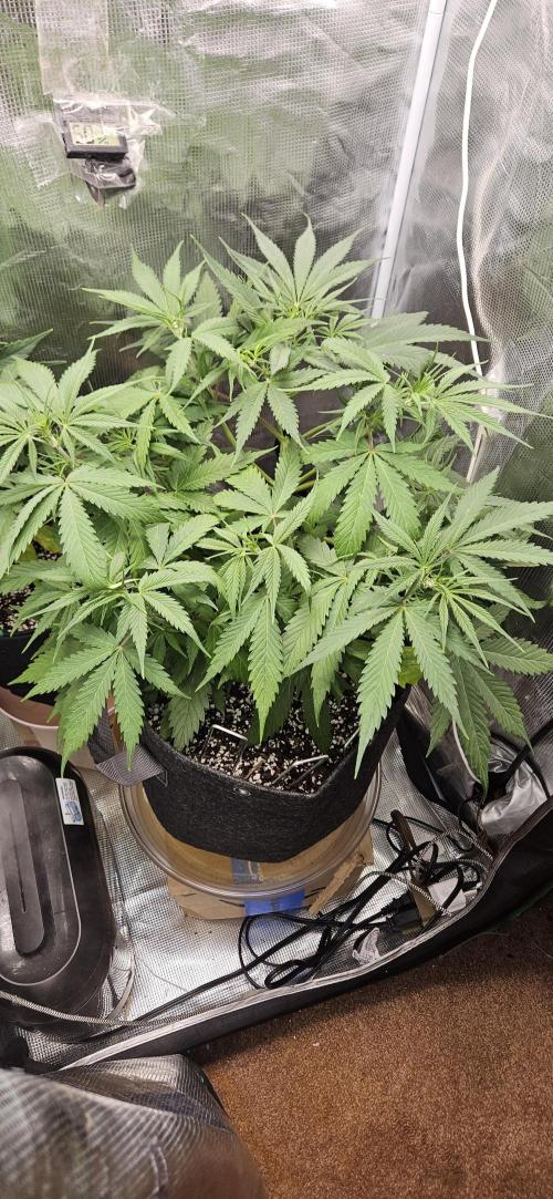 Apple Strudel Auto. Week 5
