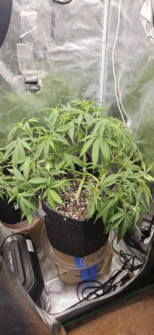 Apple Strudel Auto. Week 5