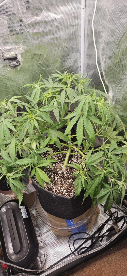 Apple Strudel Auto. Week 5