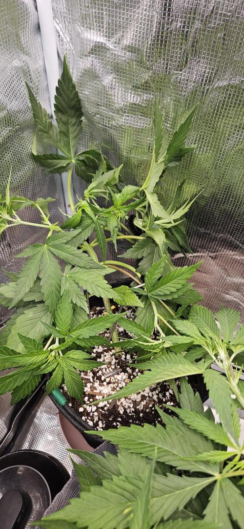 Gorilla Cookies. Week 5