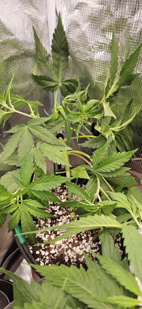 Gorilla Cookies. Week 5