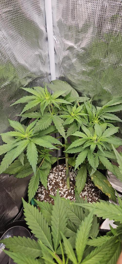 Gorilla Cookies. Week 5