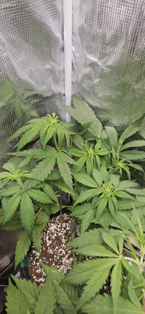 Gorilla Cookies. Week 5