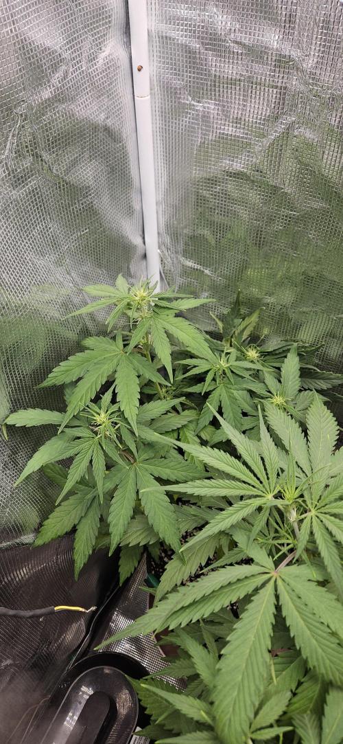 Gorilla Cookies. Week 5