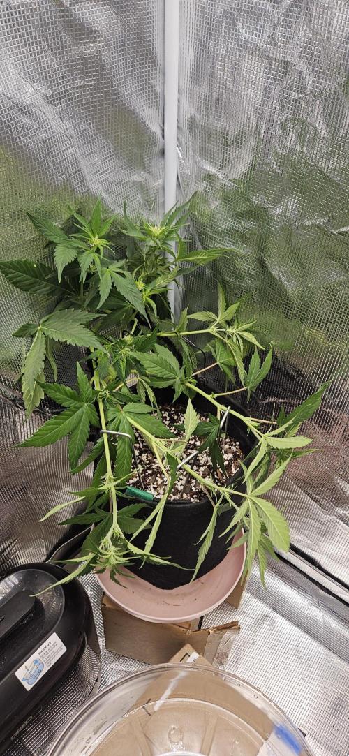 Gorilla Cookies. Week 5
