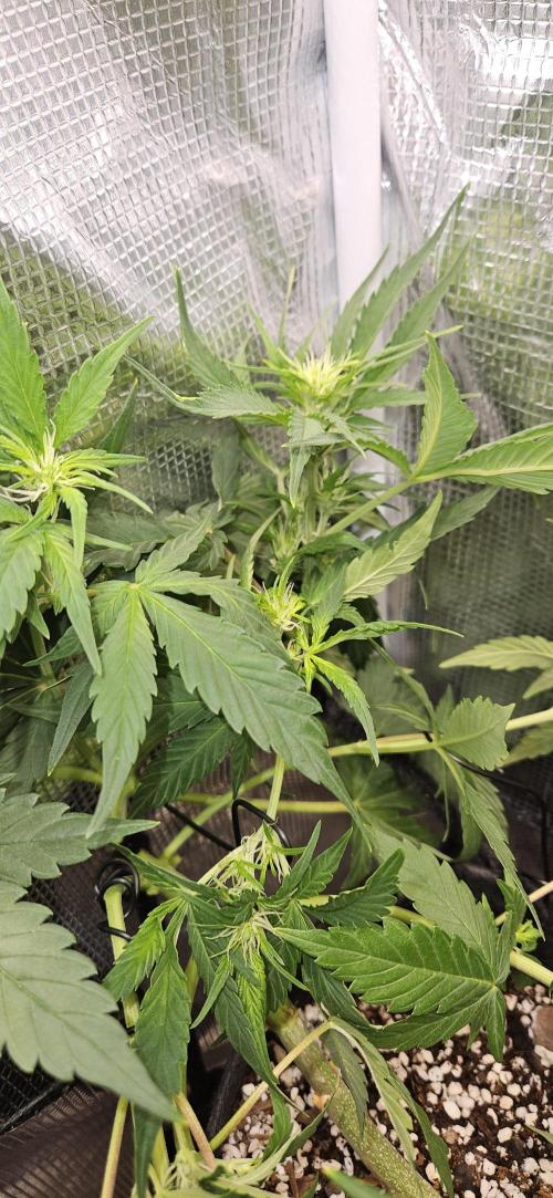 Gorilla Cookies. Week 5