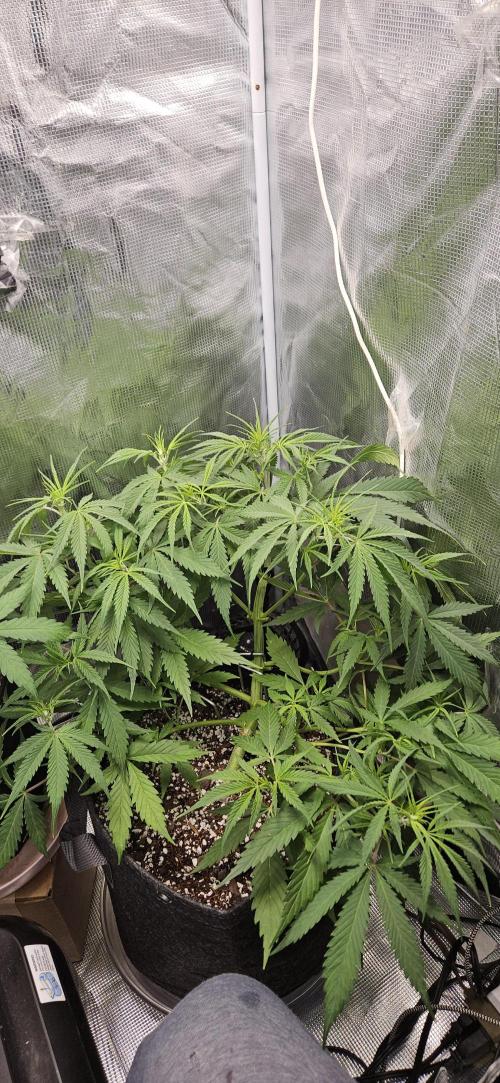 Apple Strudel Auto. Week 6