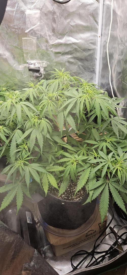 Apple Strudel Auto. Week 6