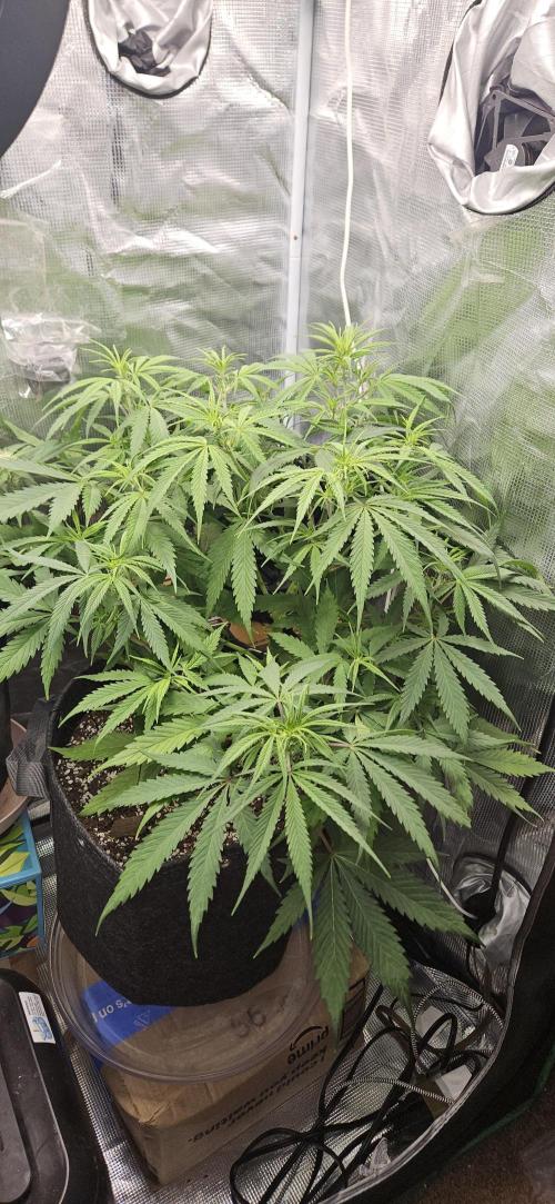Apple Strudel Auto. Week 6