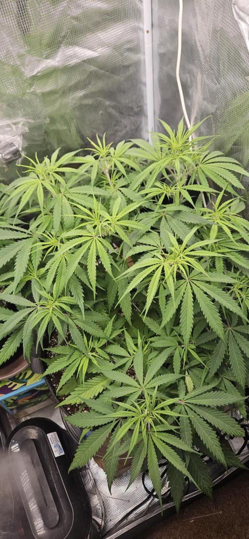 Apple Strudel Auto. Week 6