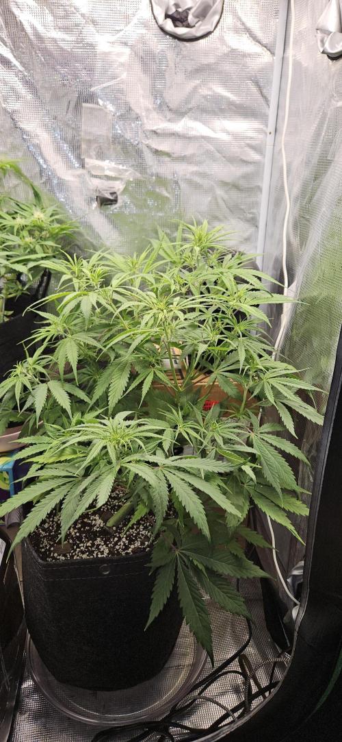 Apple Strudel Auto. Week 6