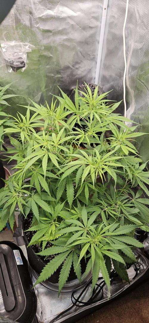 Apple Strudel Auto. Week 6