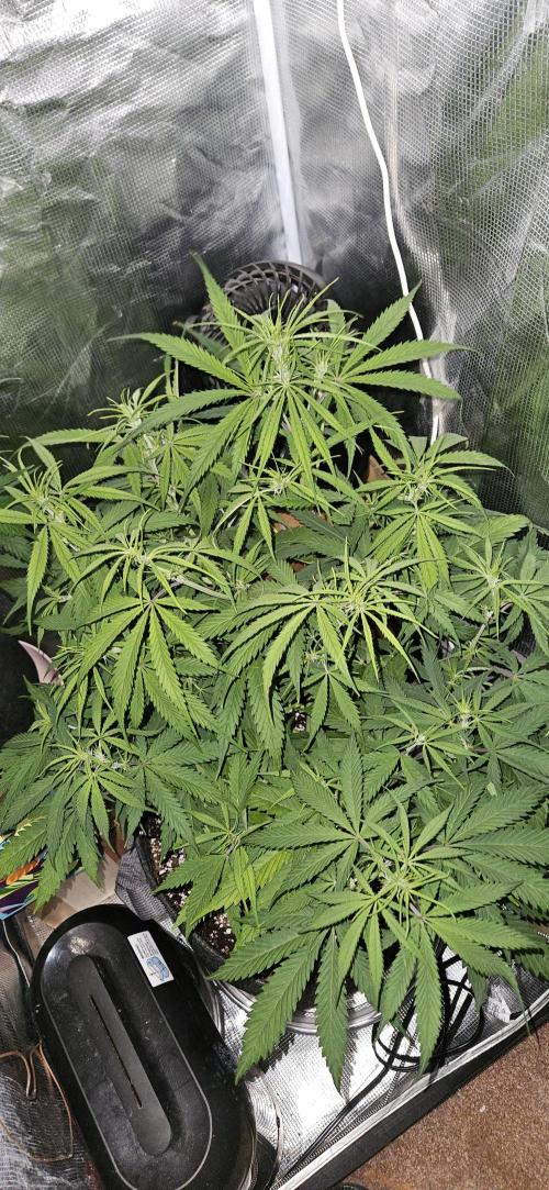 Apple Strudel Auto. Week 6