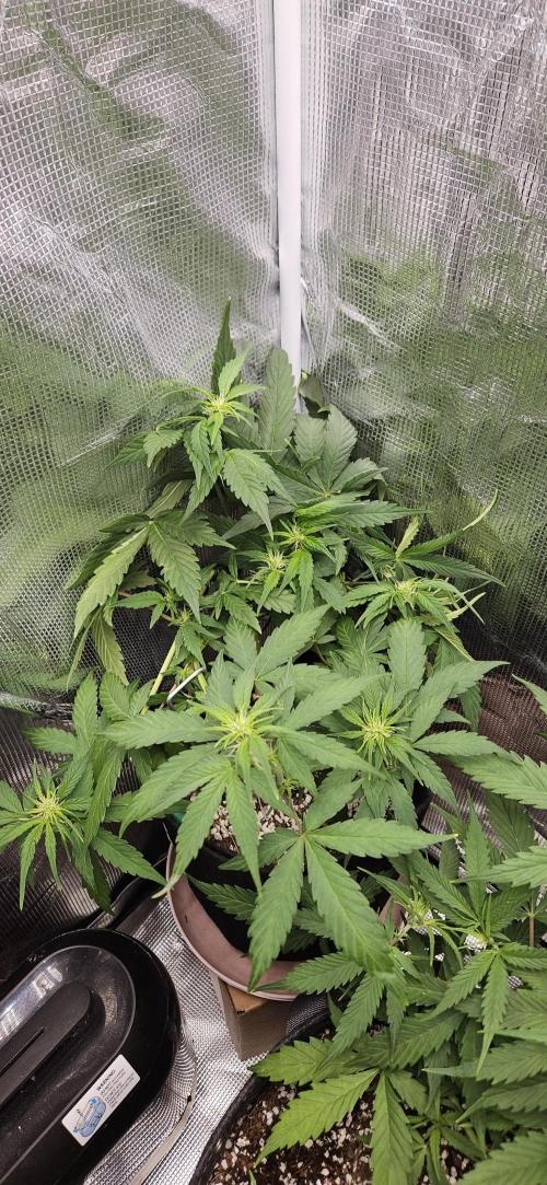 Gorilla Cookies. Week 6