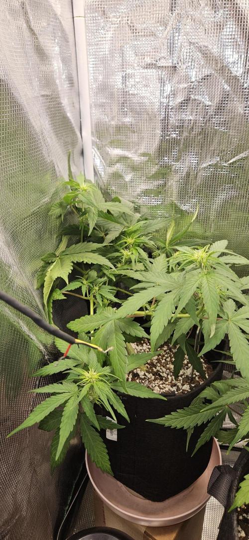Gorilla Cookies. Week 6