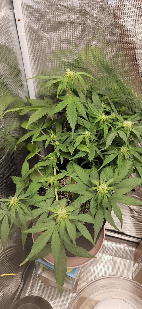 Gorilla Cookies. Week 6