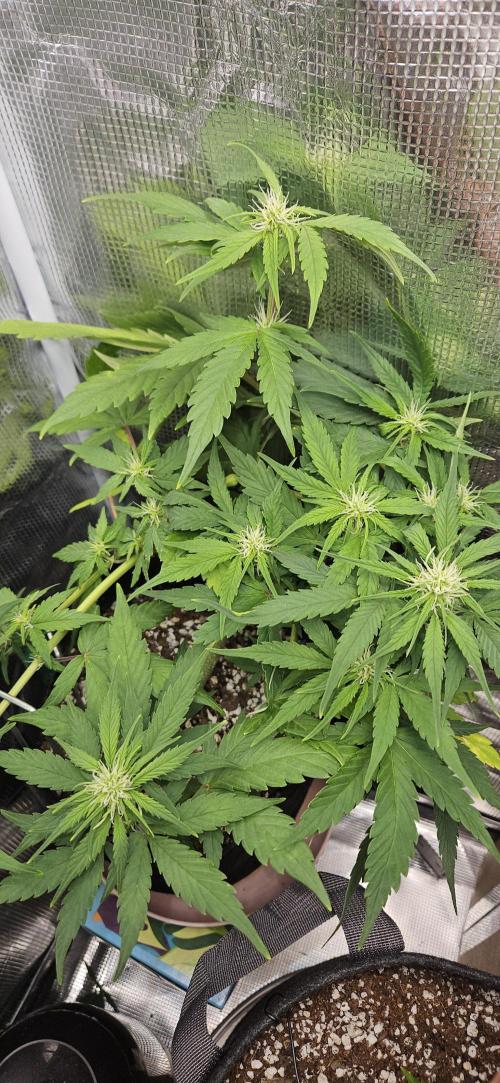 Gorilla Cookies. Week 6
