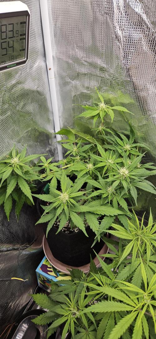 Gorilla Cookies. Week 6