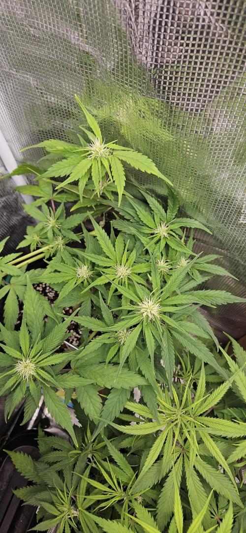 Gorilla Cookies. Week 6