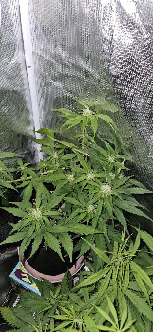 Gorilla Cookies. Week 6